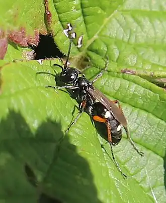 Cryptocheilus versicolor