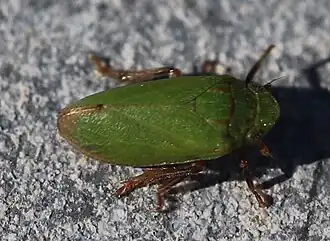 Tettigometridae