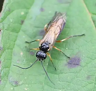 Apethymus filiformis