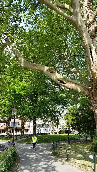 Het net teruggeplaatste Boomzagertje (mei 2020)