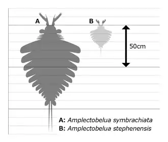 Amplectobelua