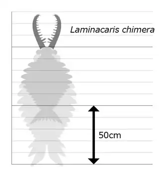 Laminacaris