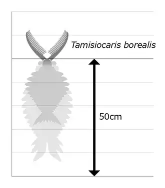 Tamisiocaris