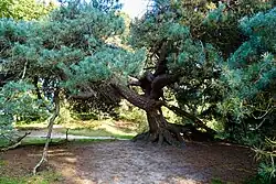 Den op het Mantingerzand'