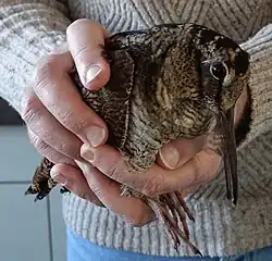 Houtsnip die tegen het raam was gevlogen tijdens een periode met sneeuw in Nederland