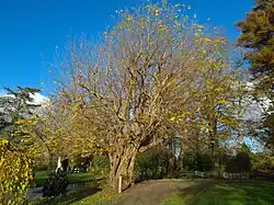 Pterocarya fraxinifolia