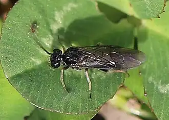 Periclista lineolata