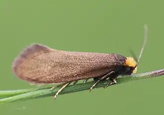 Beukenbladsnijdermot