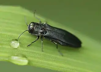 Agrilus sulcicollis