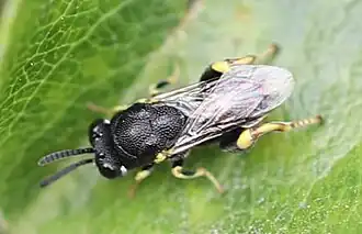 Brachymeria tibialis