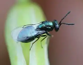 Tetrastichus coeruleus