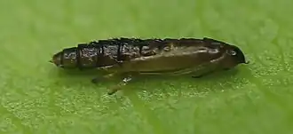 Peppeltwijgmineermot