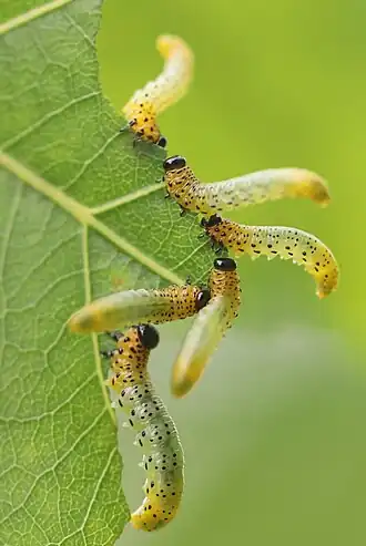 Pristiphora conjugata