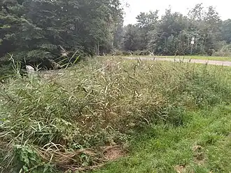 Duikerbrug 1131 met links een uiteinde van de duiker (september 2021)