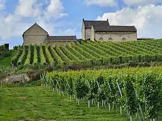 De Apostelhoeve met omringende wijngaarden op de Louwberg. Midden links de Apostelgroeve