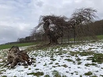 De Kopfbuche bij Gremsheim, begin april 2022