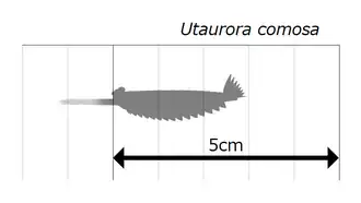 Utaurora