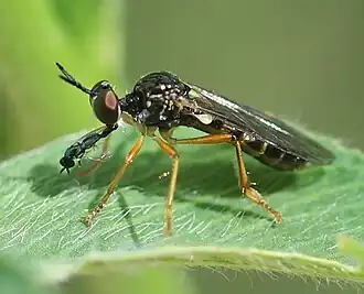 Kleine geelvlekbladjager