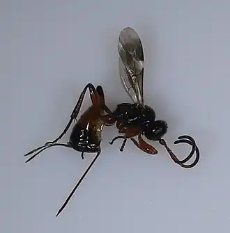 Theroscopus trifasciatus