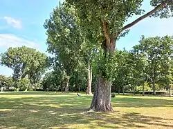 Bomen in speeldveld (juli 2022).