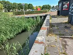 Duiker in Gedempte Insteekhaven (juli 2022)