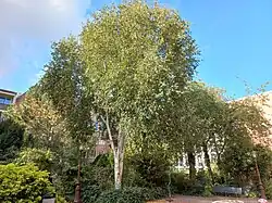 Nieuwe-Hoofdhof in 2022