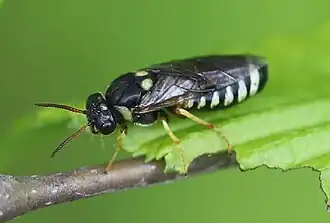 Macrodiprion nemoralis