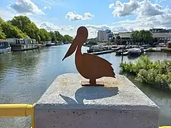 De pelikaan (juli 2023)