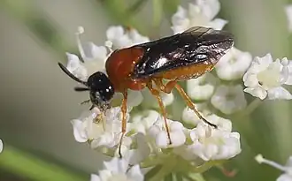 Sterictiphora angelicae