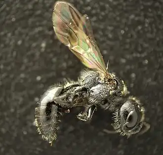 Pemphredon austriaca