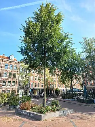 De boom valt op mij (augustus 2024)