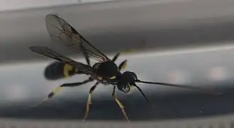 Exenterus amictorius