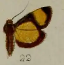 Lamprosema semicostalis