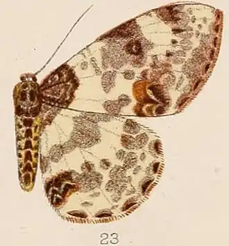 Abraxas leucostola