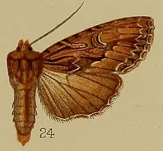 Blepharita leucocyma