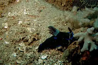 Philinopsis speciosa