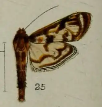 Rhimphalea astrigalis