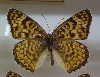 Melitaea scotosia