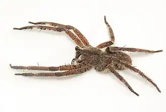 Phoneutria boliviensis