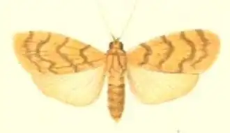 Asura cancellata