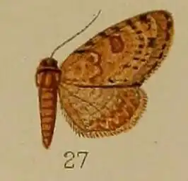 Chloroclystis plicata