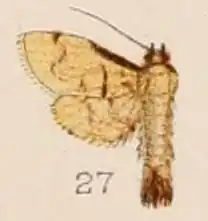 Nacoleia tumidicostalis