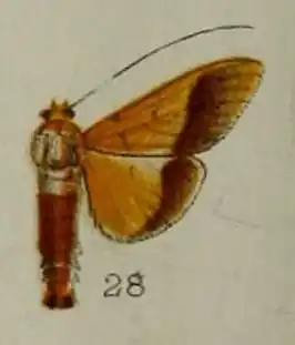 Desmia chryseis