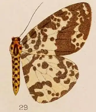 Abraxas latizonata