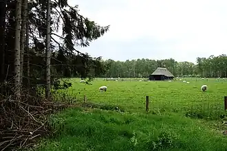 Schaapskooi met kudde op landgoed Westerheide Arnhem