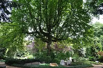 Oude kastanjeboom met graven