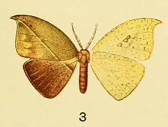 Spidia fenestrata