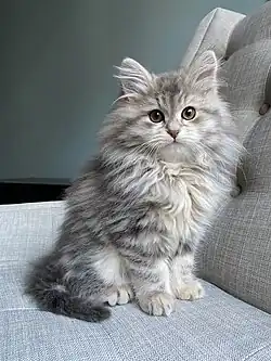 3 maanden oude blauw schildpad poesje