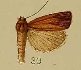 Calamotropha endopolia