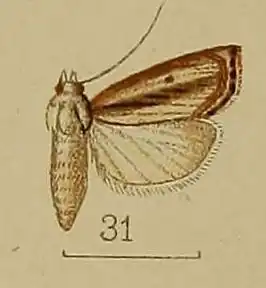Calamotropha neurigrammalis